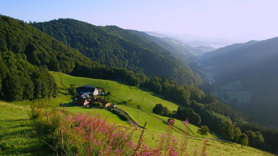 vallée verdoyante en Alsace